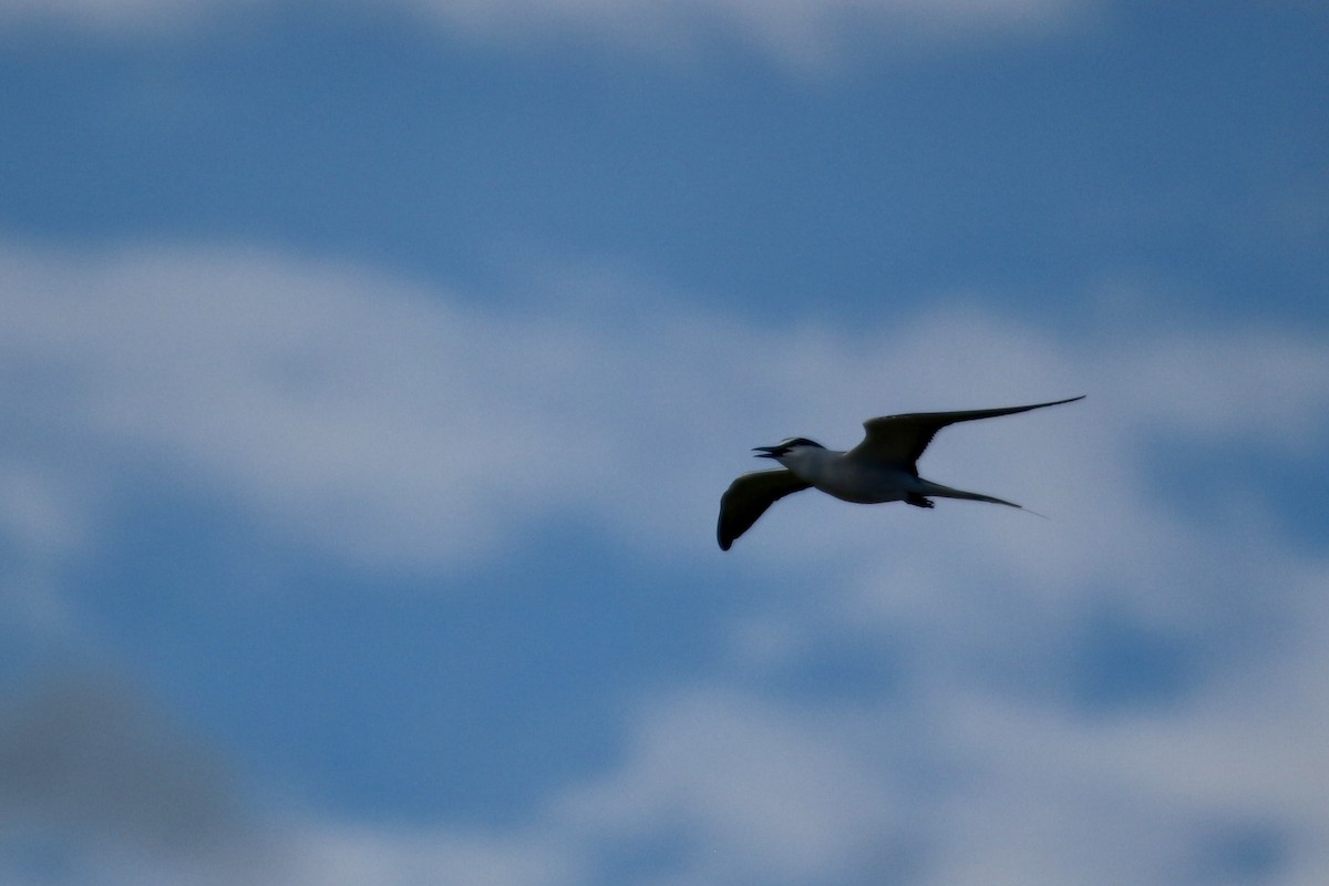 Bridled Tern - ML620220152