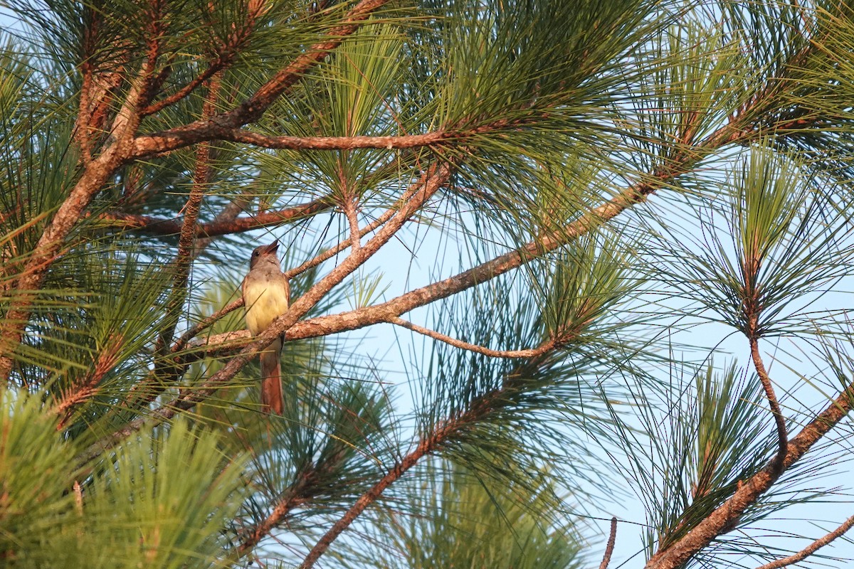 Great Crested Flycatcher - ML620220161