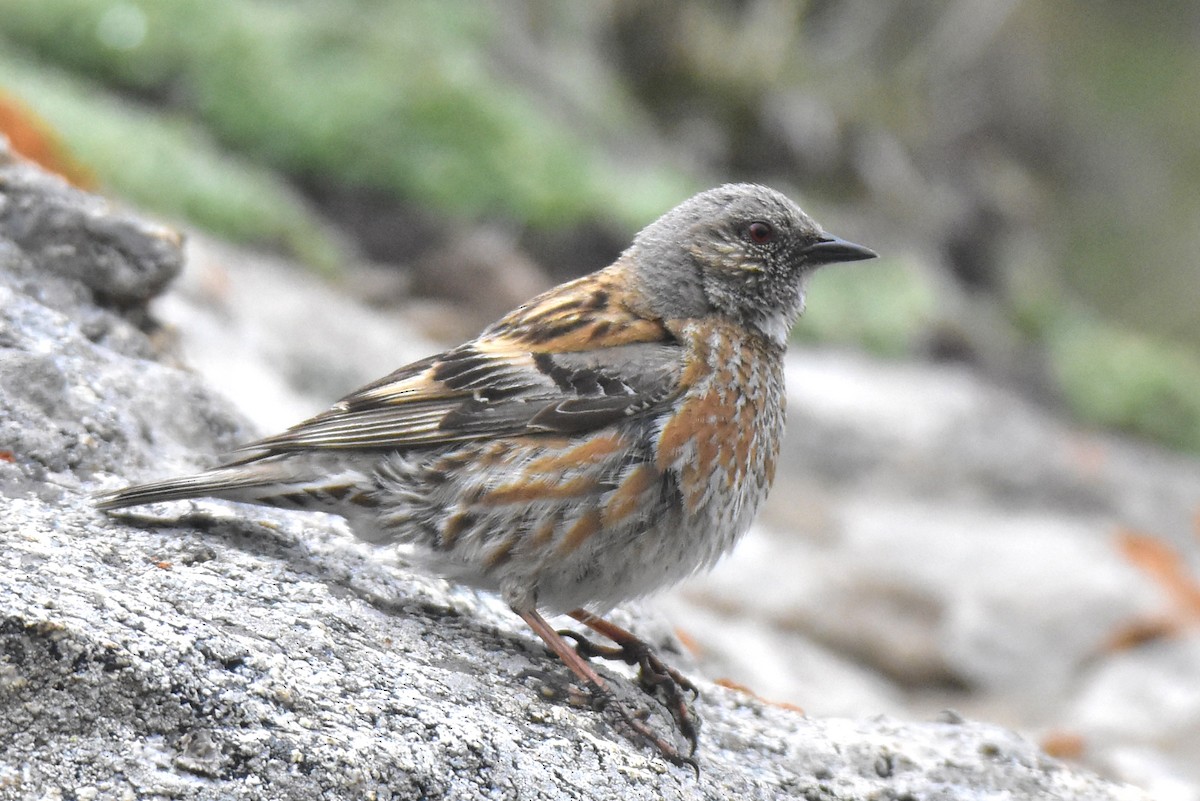 Altai Accentor - ML620220164