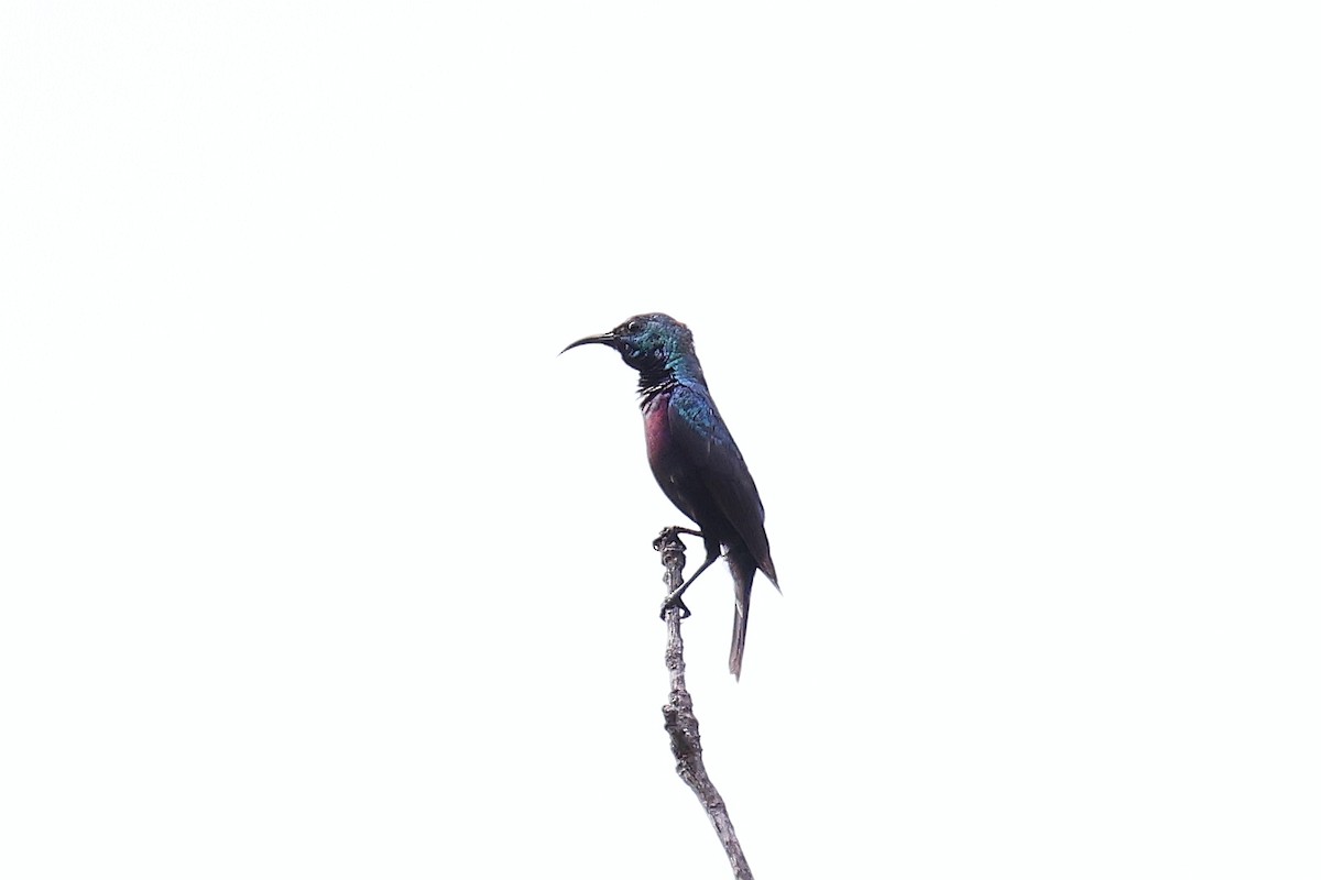 Purple-banded Sunbird - ML620220170