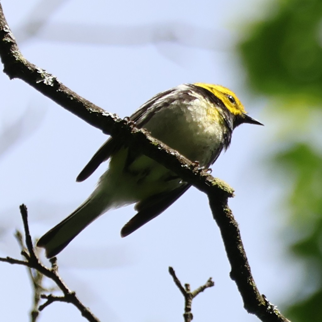 Black-throated Green Warbler - ML620220173