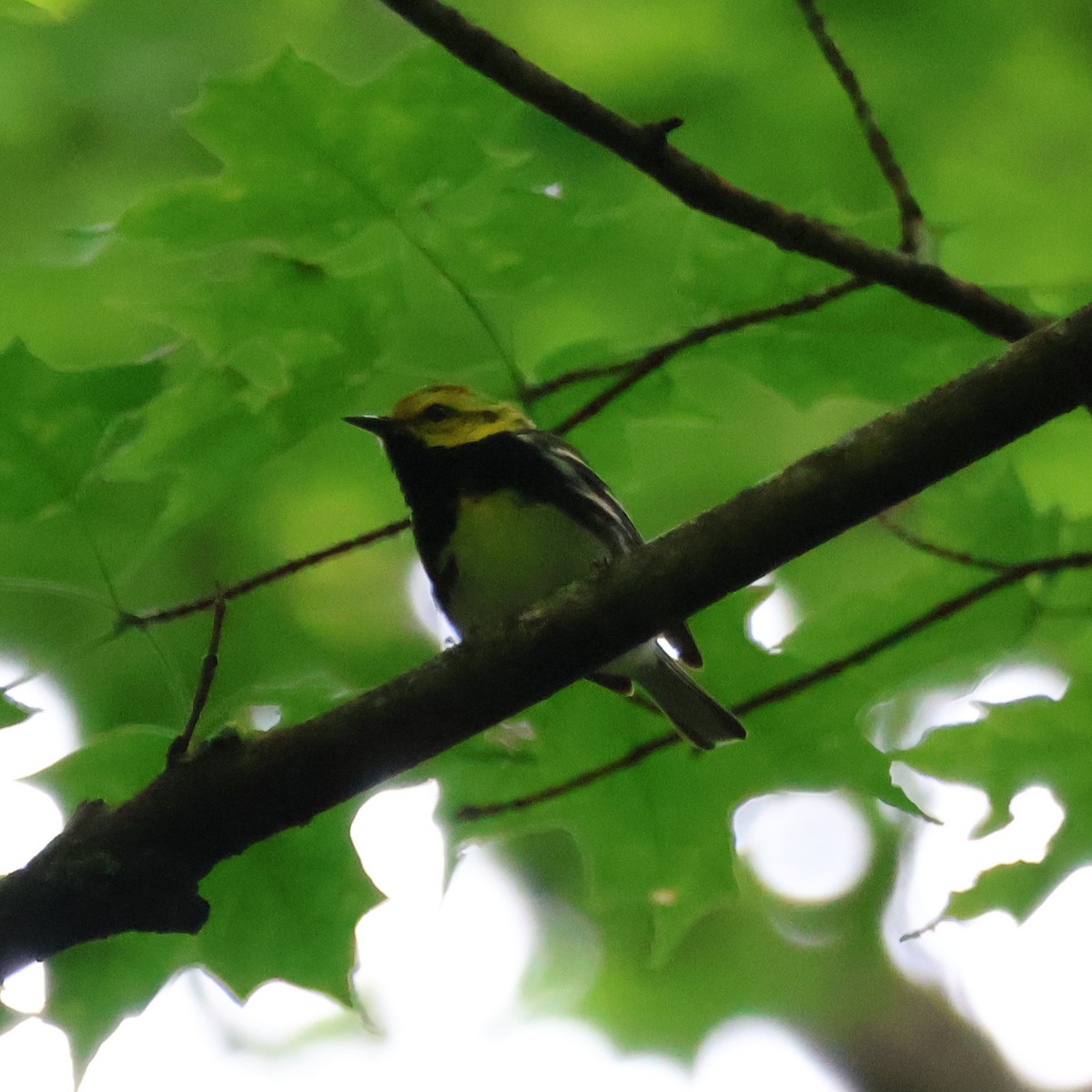 Black-throated Green Warbler - ML620220174