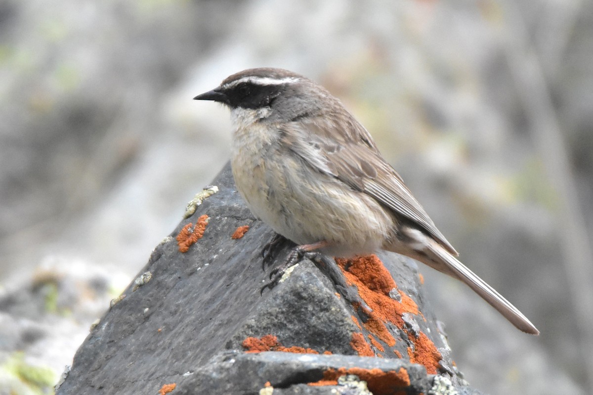 Brown Accentor - ML620220179