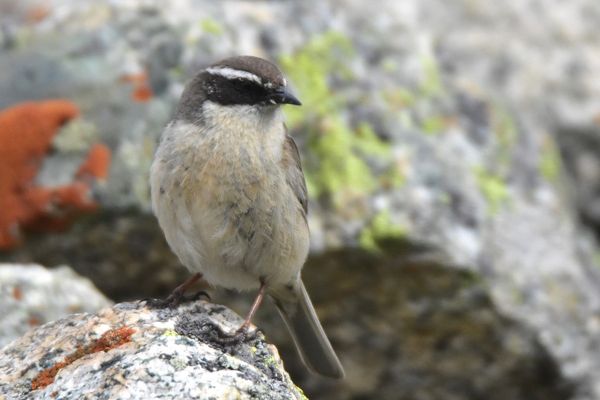 Brown Accentor - ML620220181