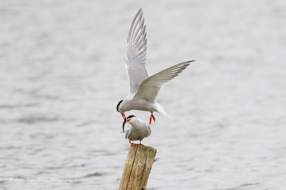 Common Tern - ML620220188