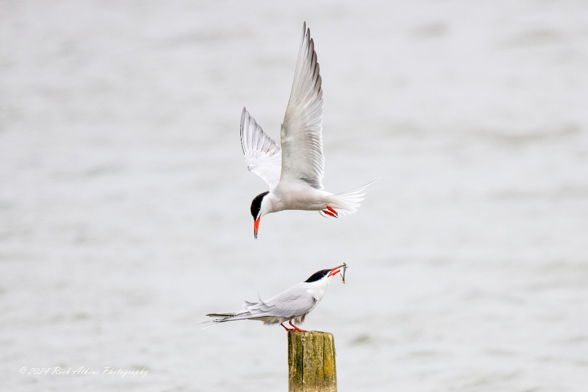 Common Tern - Richard Atkins