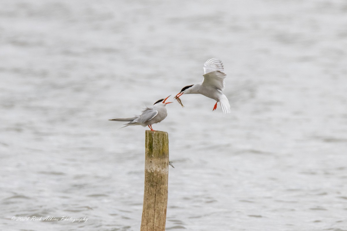 Common Tern - ML620220191