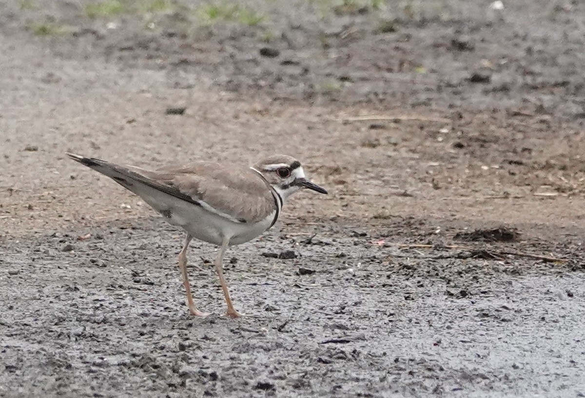 Killdeer - ML620220192