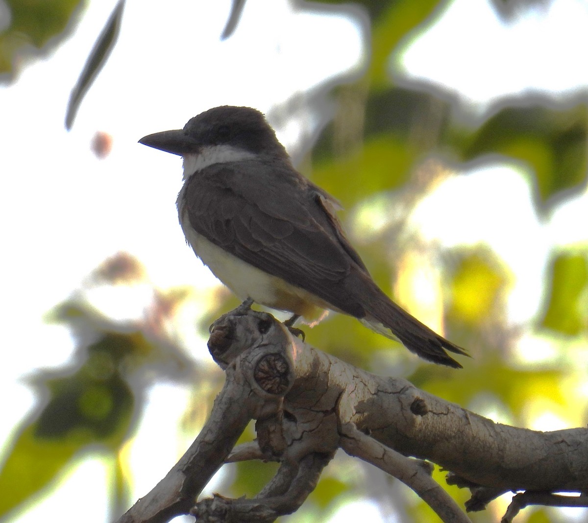 Dickschnabel-Königstyrann - ML620220204