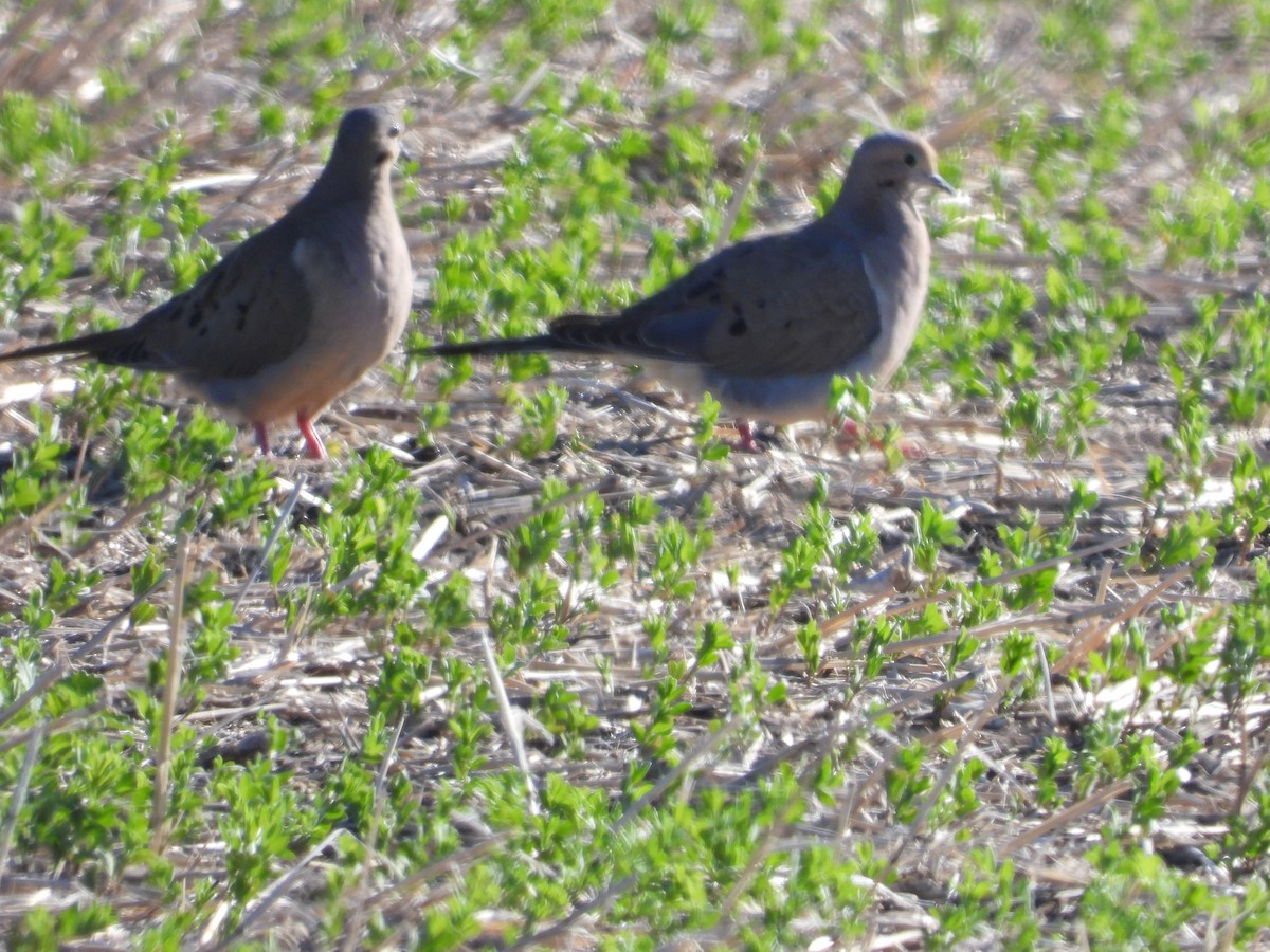 Mourning Dove - ML620220206