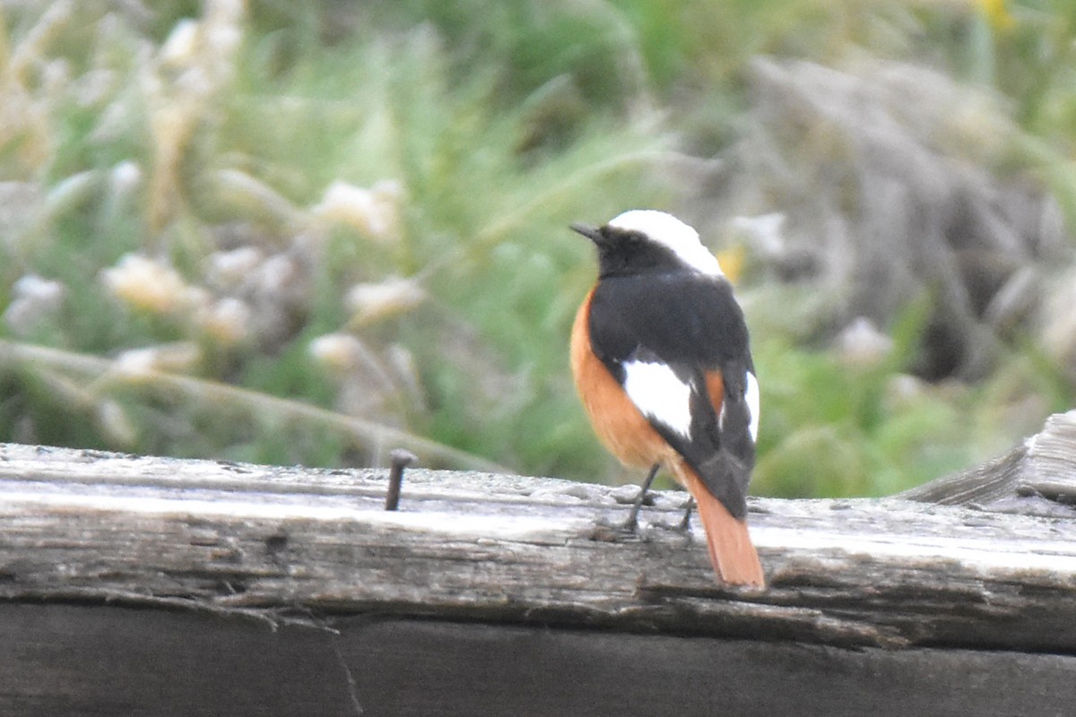 White-winged Redstart - ML620220211