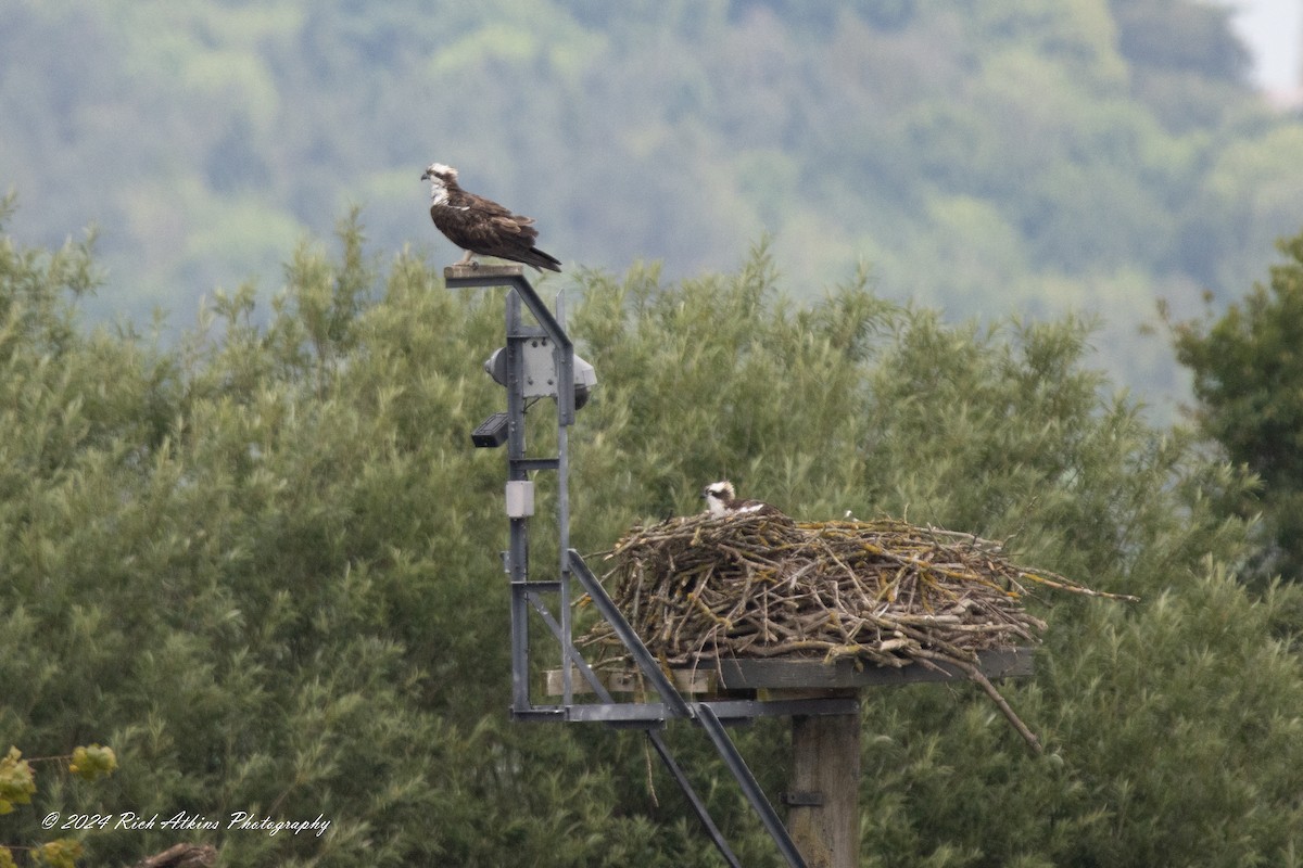 Osprey - ML620220220