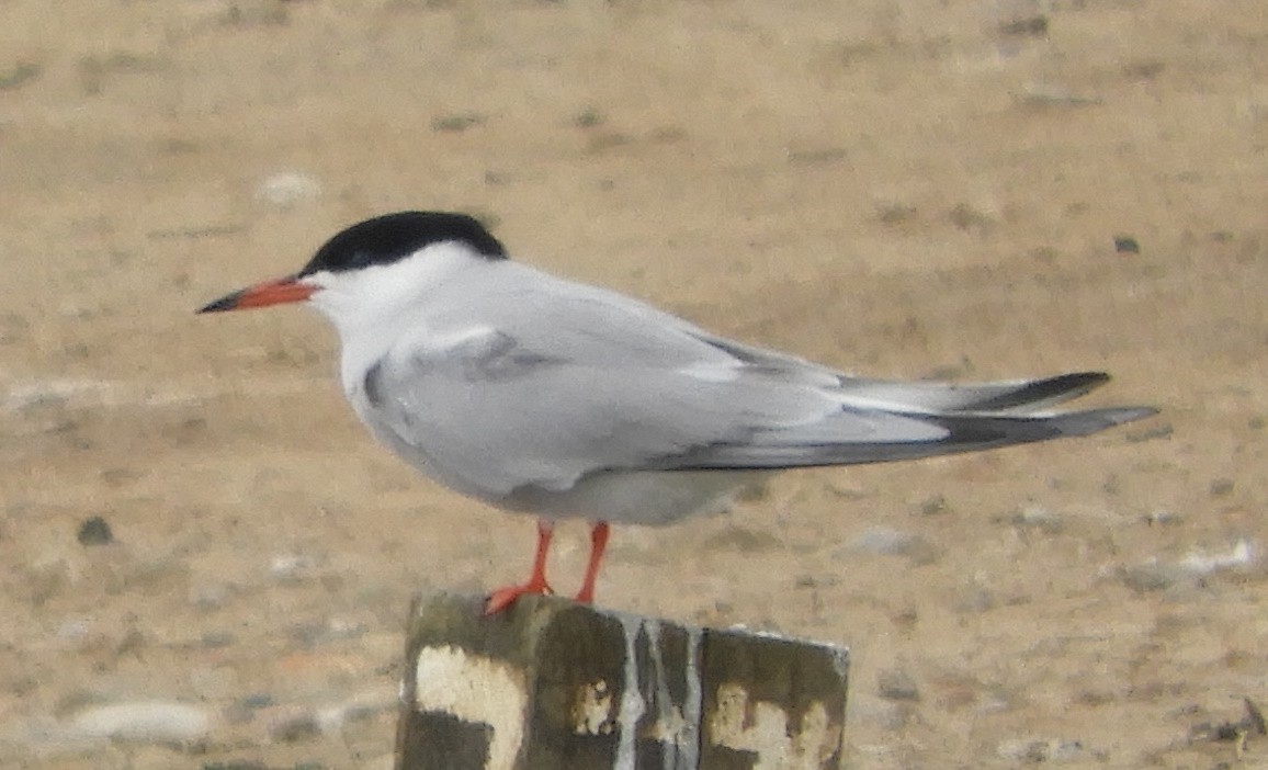 Common Tern - ML620220228