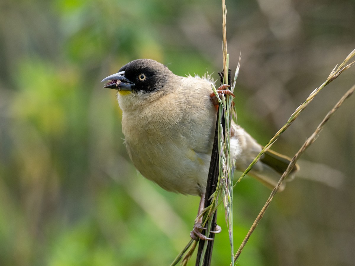 Baglafecht Weaver - ML620220232