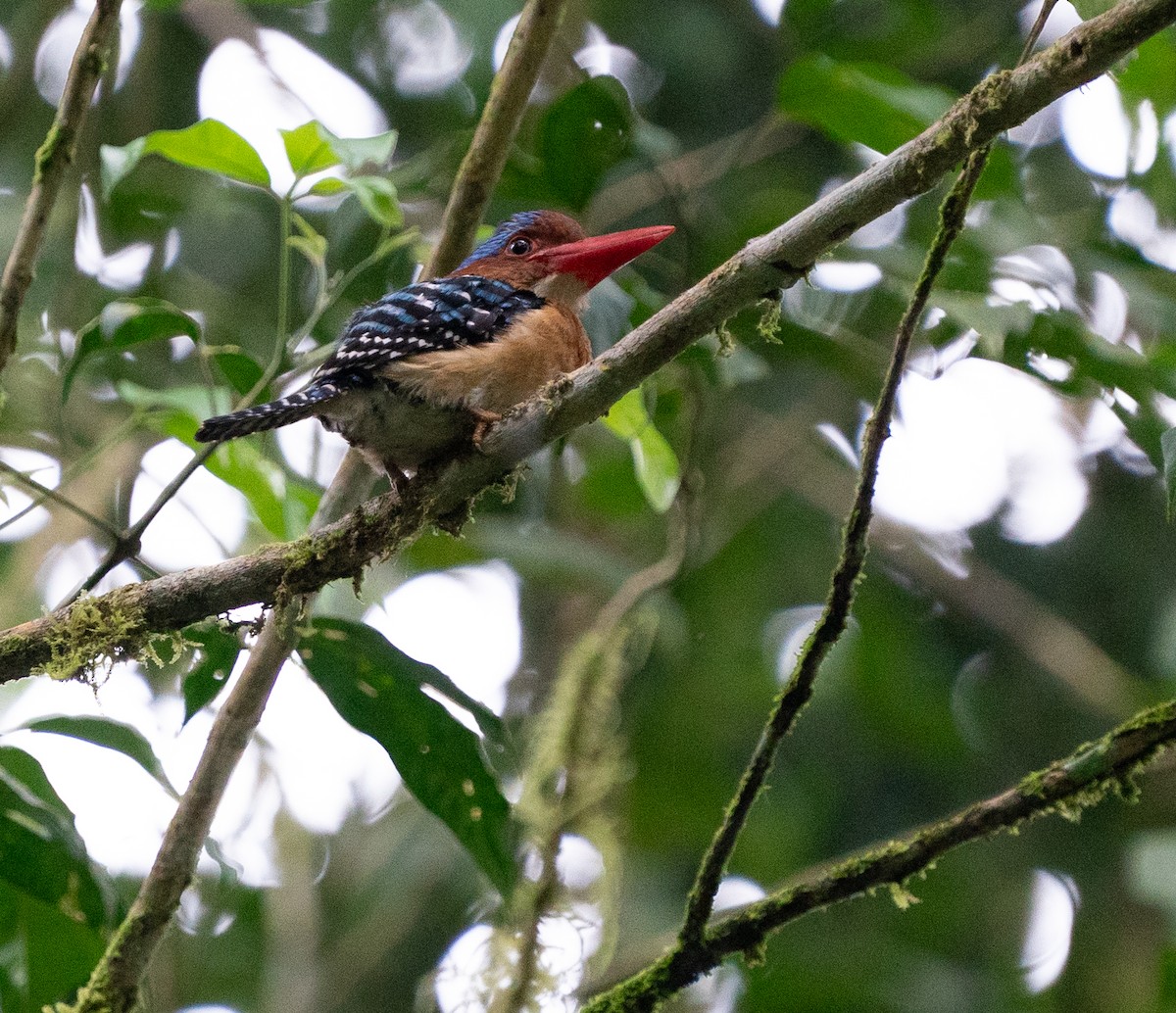 Banded Kingfisher (Banded) - ML620220244
