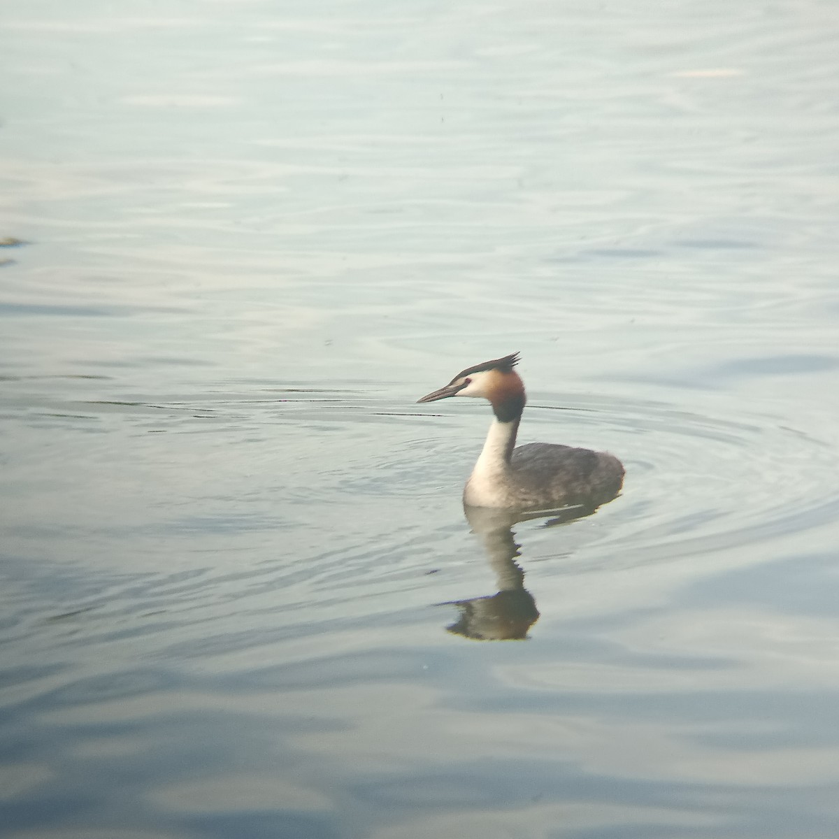 Great Crested Grebe - ML620220245