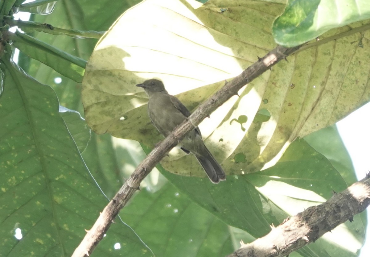 Little Greenbul - ML620220247