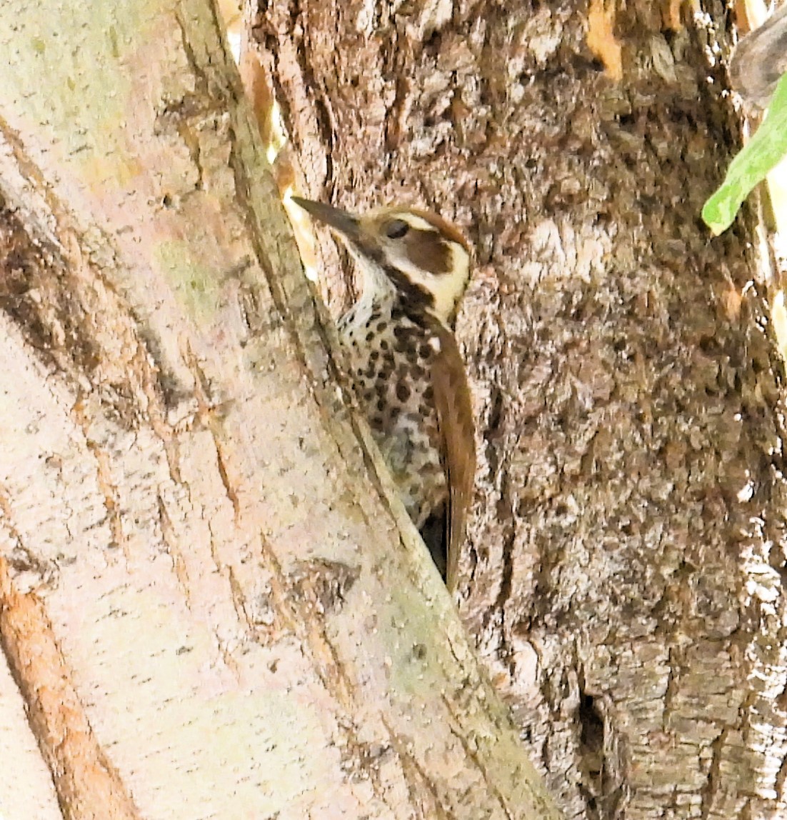 Arizona Woodpecker - ML620220252