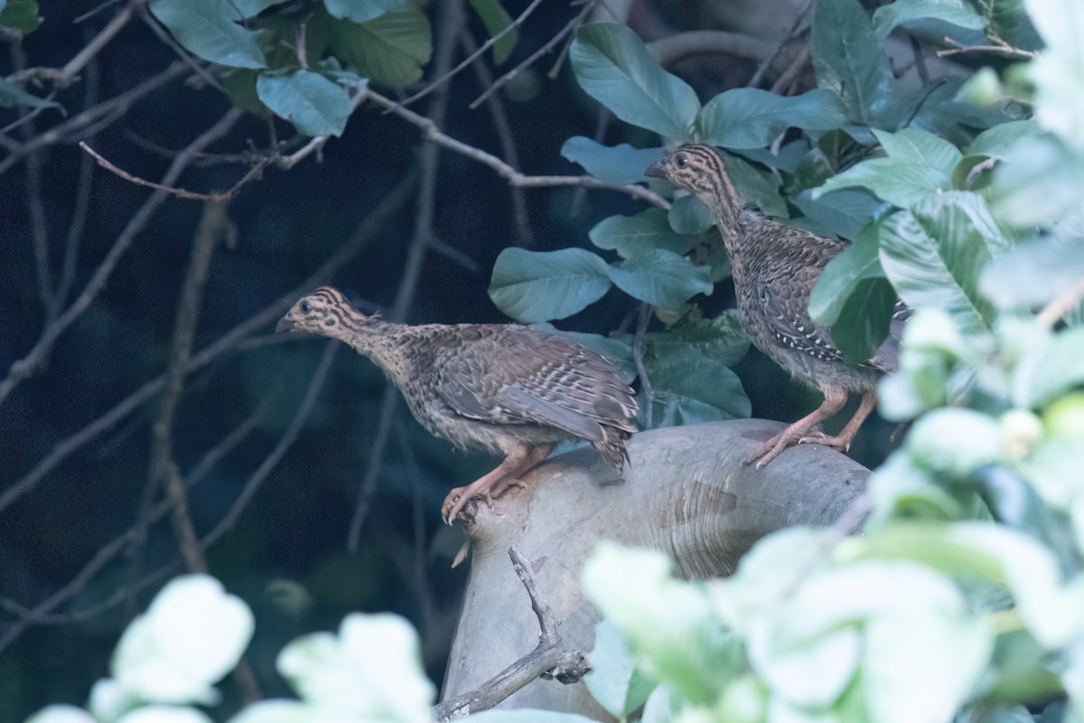 Coqui Francolin - ML620220255