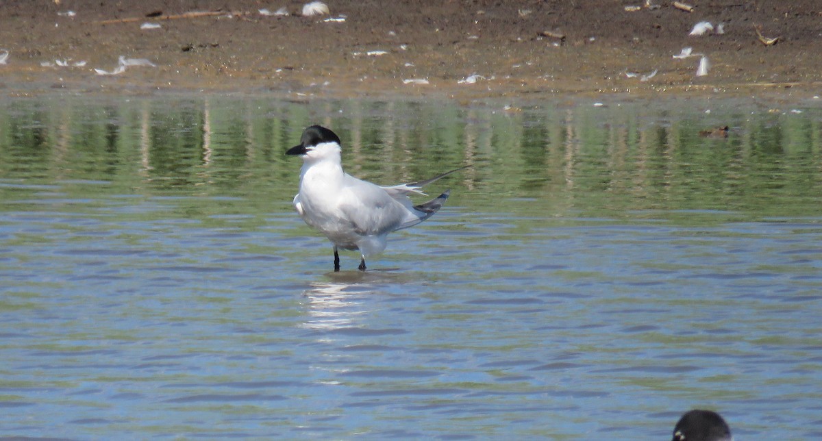 Gull-billed Tern - ML620220257