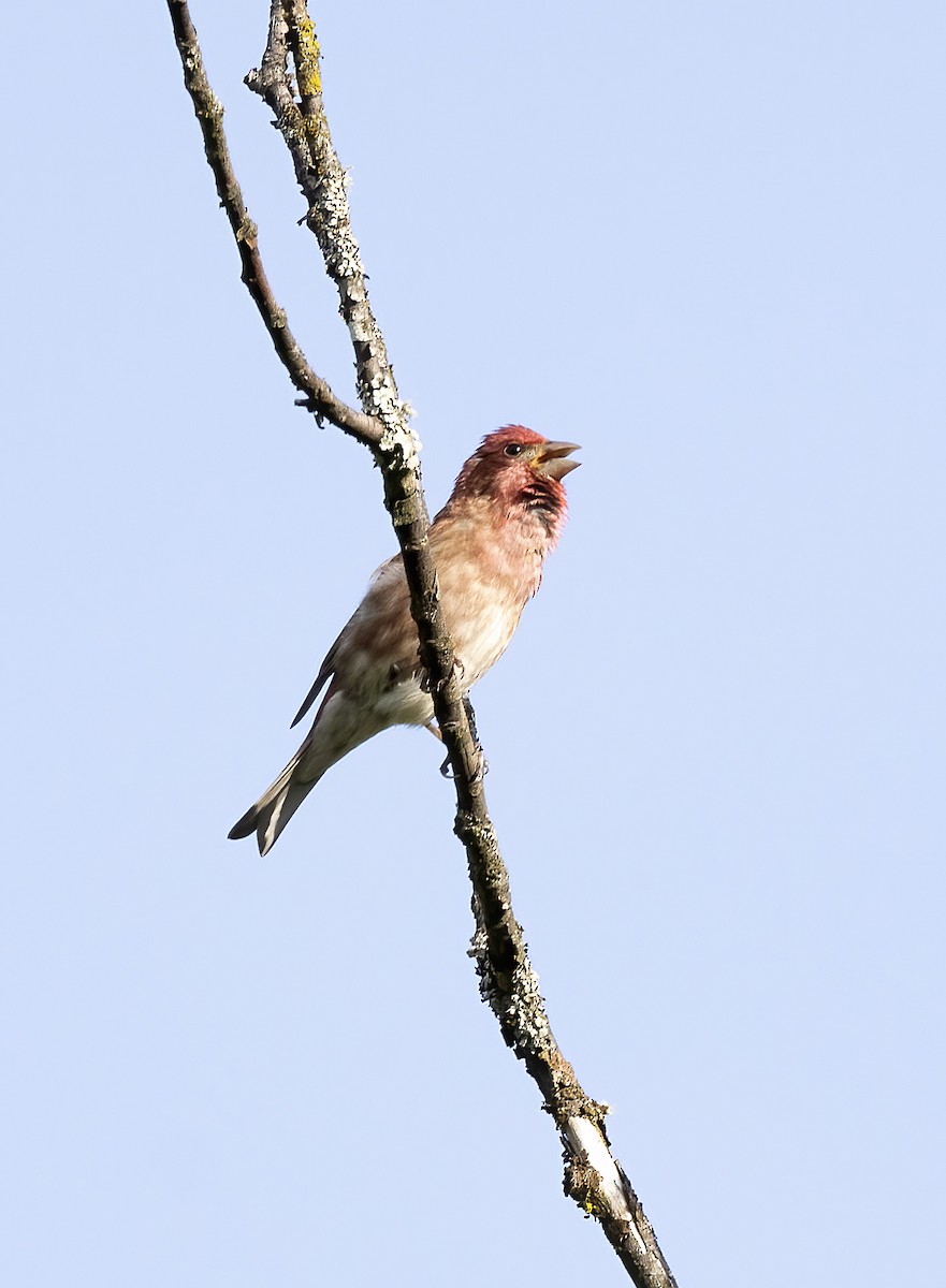 Purple Finch - ML620220270