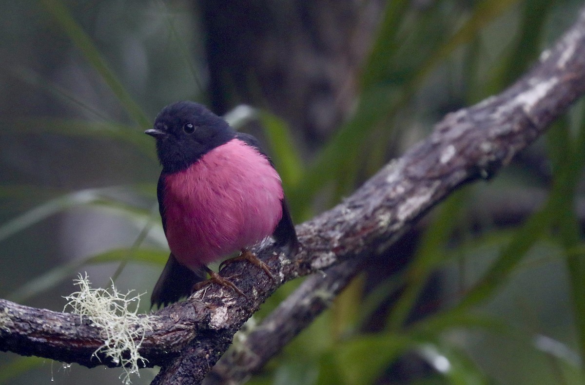 Pink Robin - ML620220285