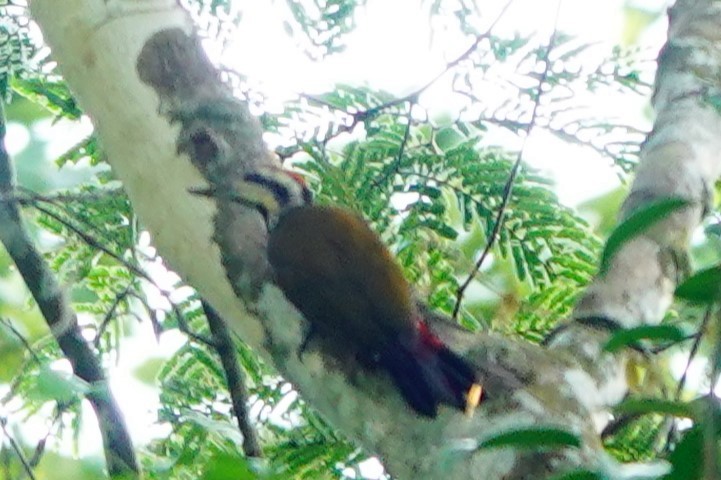 Fire-bellied Woodpecker - ML620220292