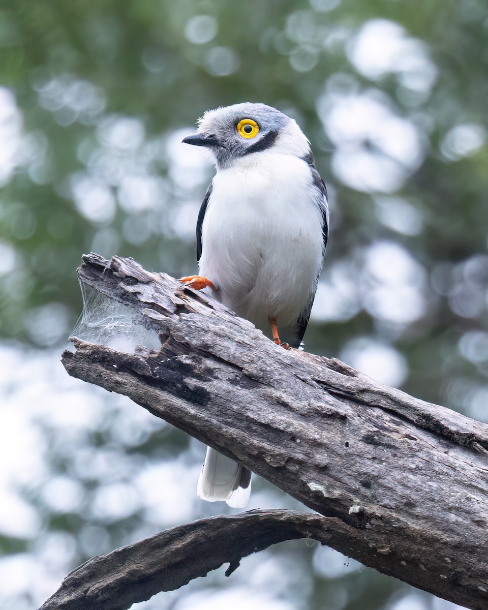 White Helmetshrike - ML620220307