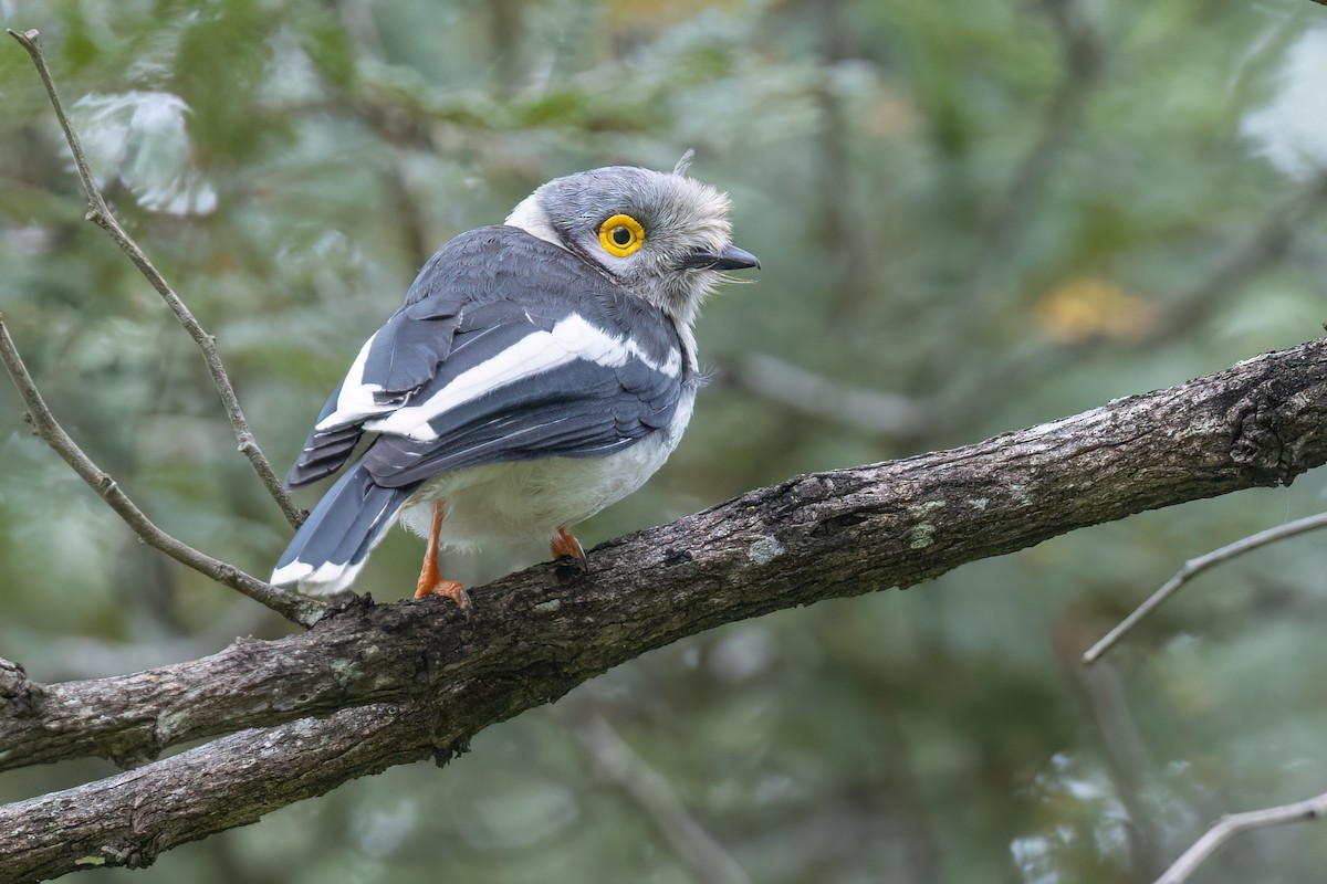 White Helmetshrike - ML620220311