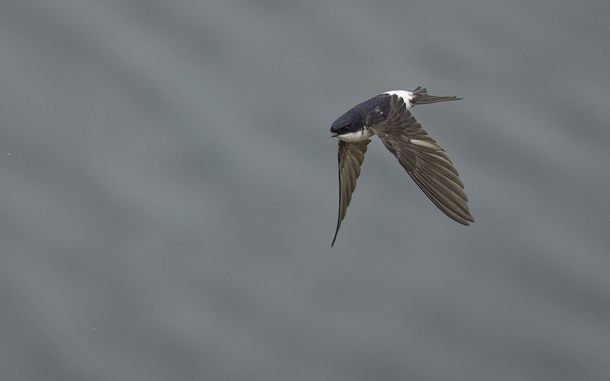 Western House-Martin - ML620220321