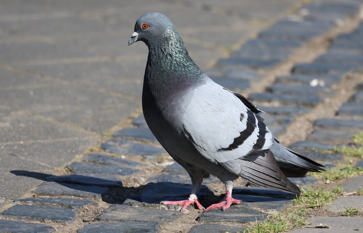 Rock Pigeon (Feral Pigeon) - ML620220327