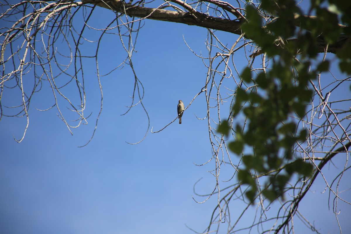 Western Wood-Pewee - ML620220336