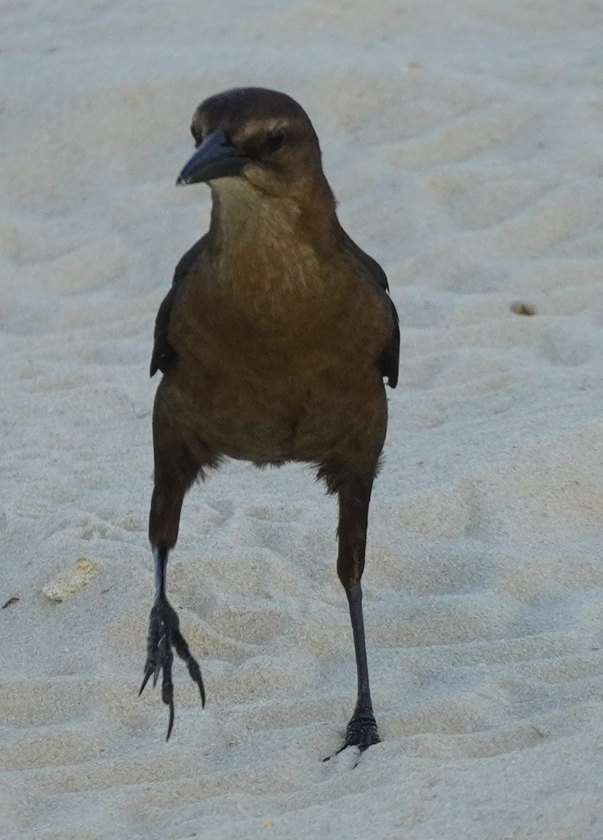 Boat-tailed Grackle - ML620220340