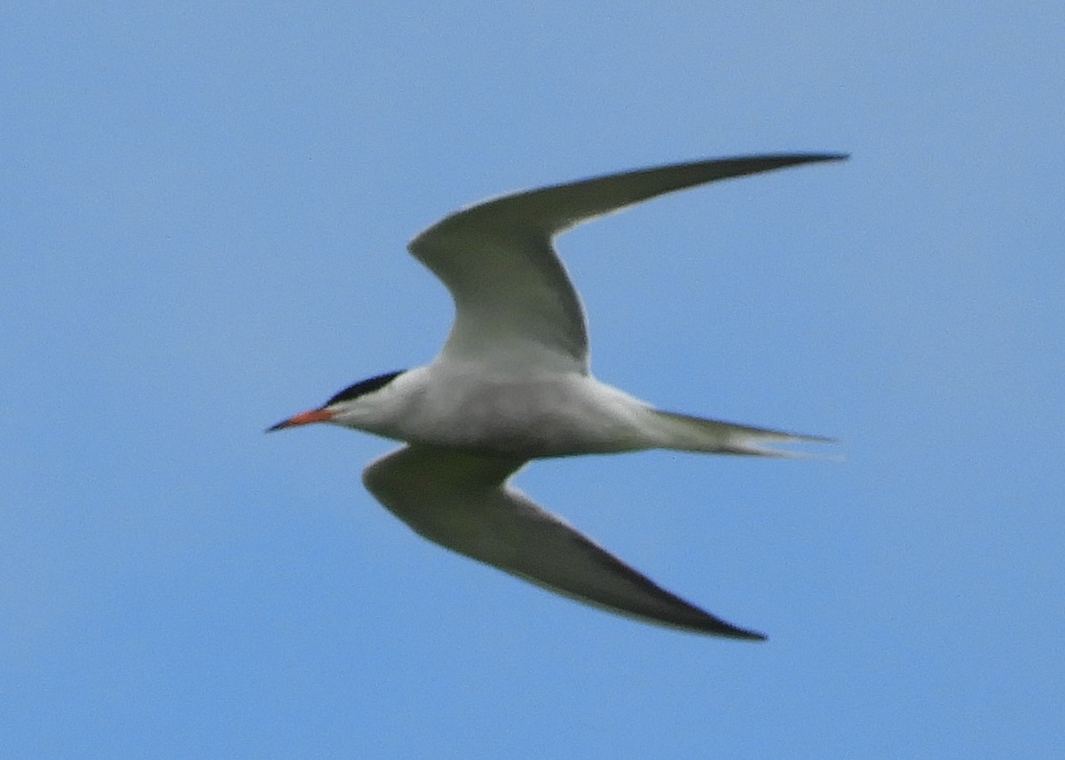 Common Tern - ML620220343