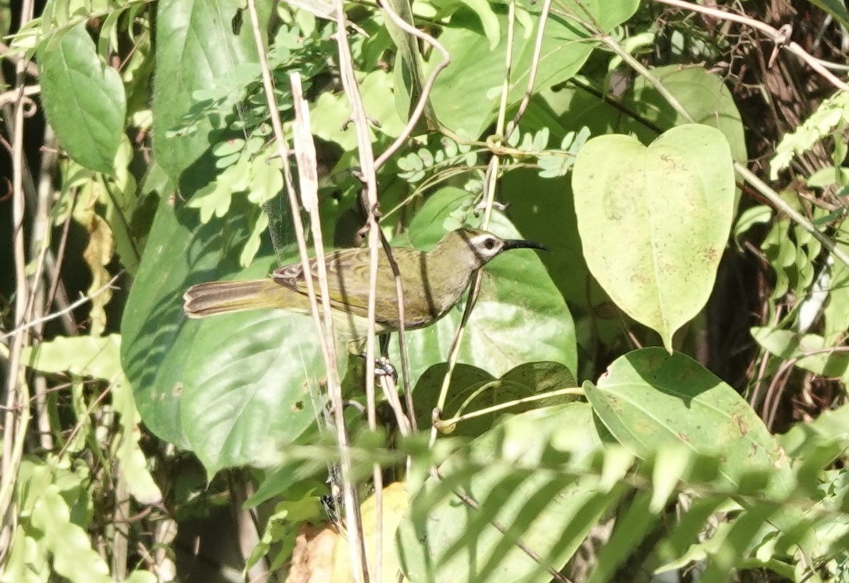 Blue-throated Brown Sunbird - ML620220346