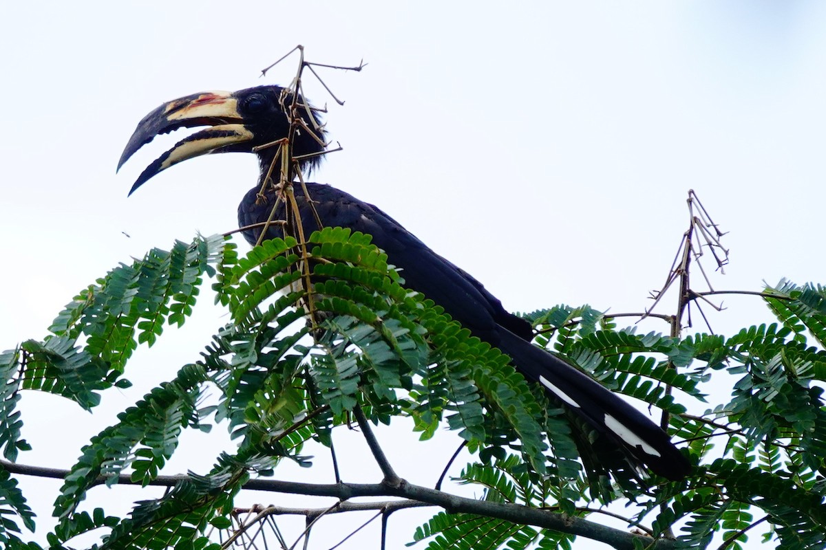 West African Pied Hornbill - Emily Denker