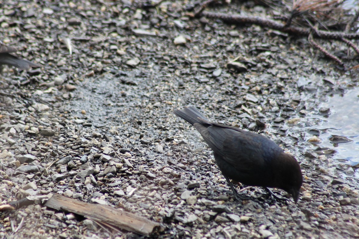 Brown-headed Cowbird - ML620220353