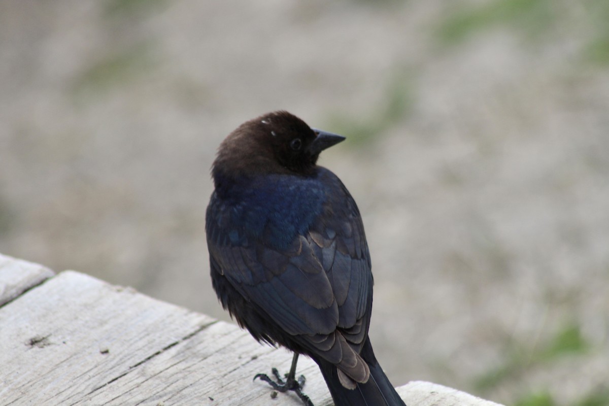 Brown-headed Cowbird - ML620220354