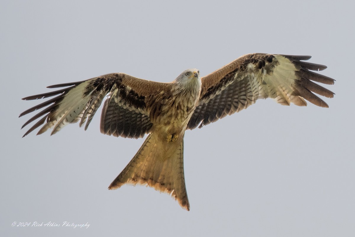 Red Kite - ML620220362