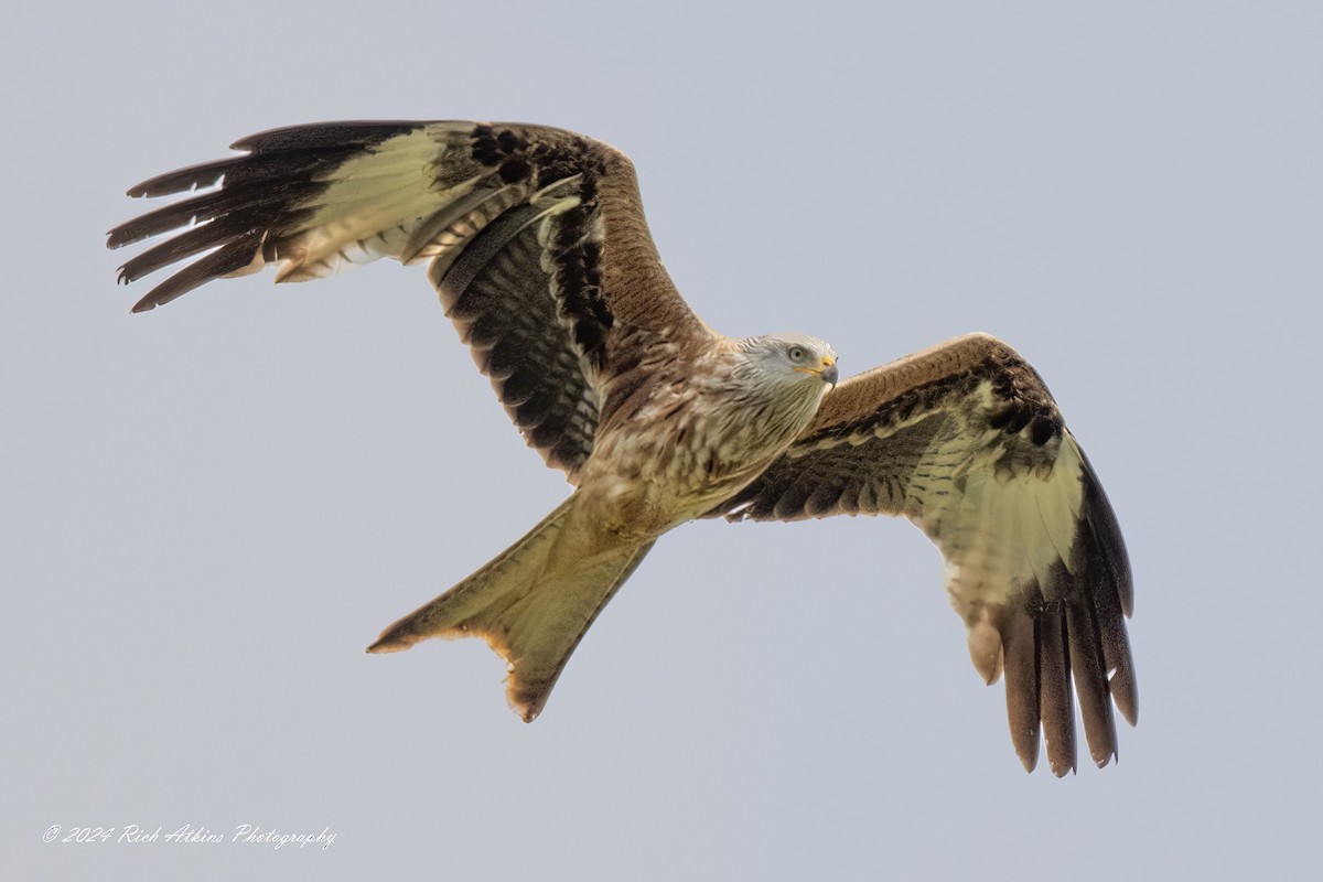 Red Kite - ML620220363