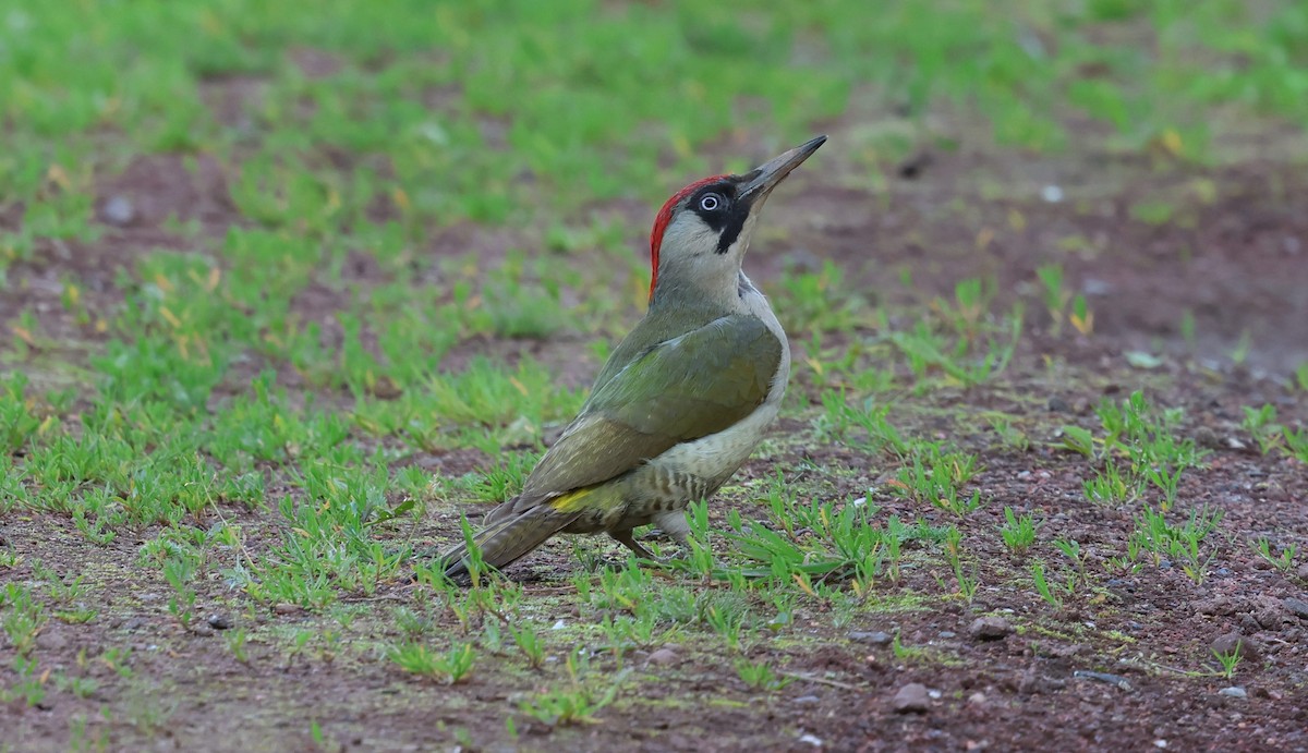 Eurasian Green Woodpecker - ML620220367