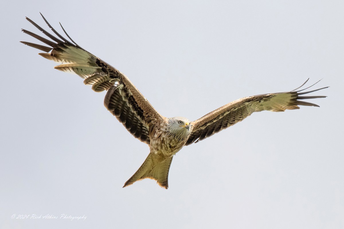 Red Kite - ML620220368