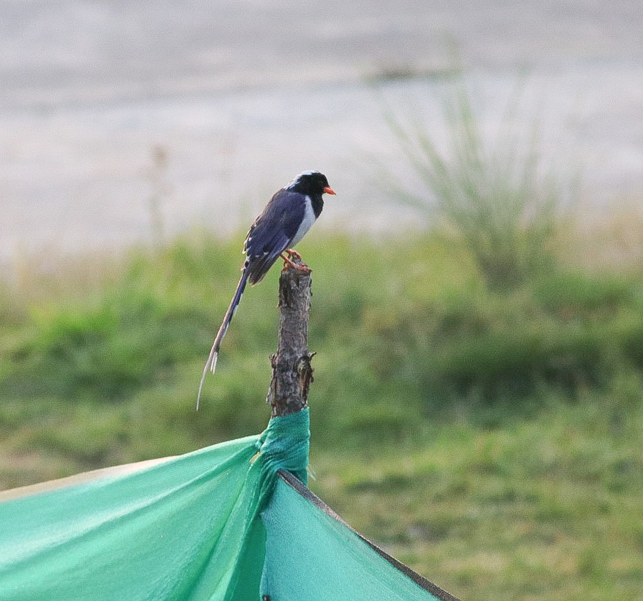 Red-billed Blue-Magpie - ML620220372