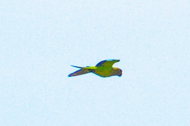 Brown-throated Parakeet - ML620220375