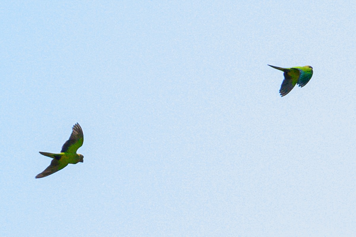 Brown-throated Parakeet - ML620220377