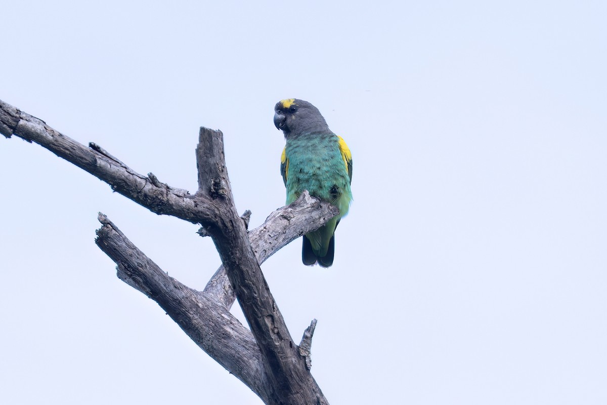 Meyer's Parrot - ML620220389