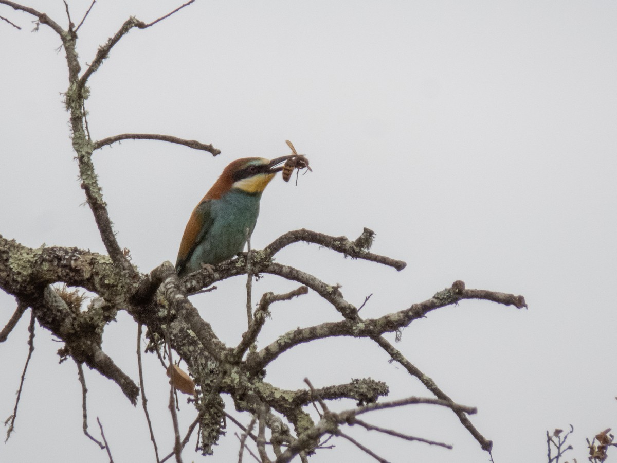 European Bee-eater - Antonio Xeira