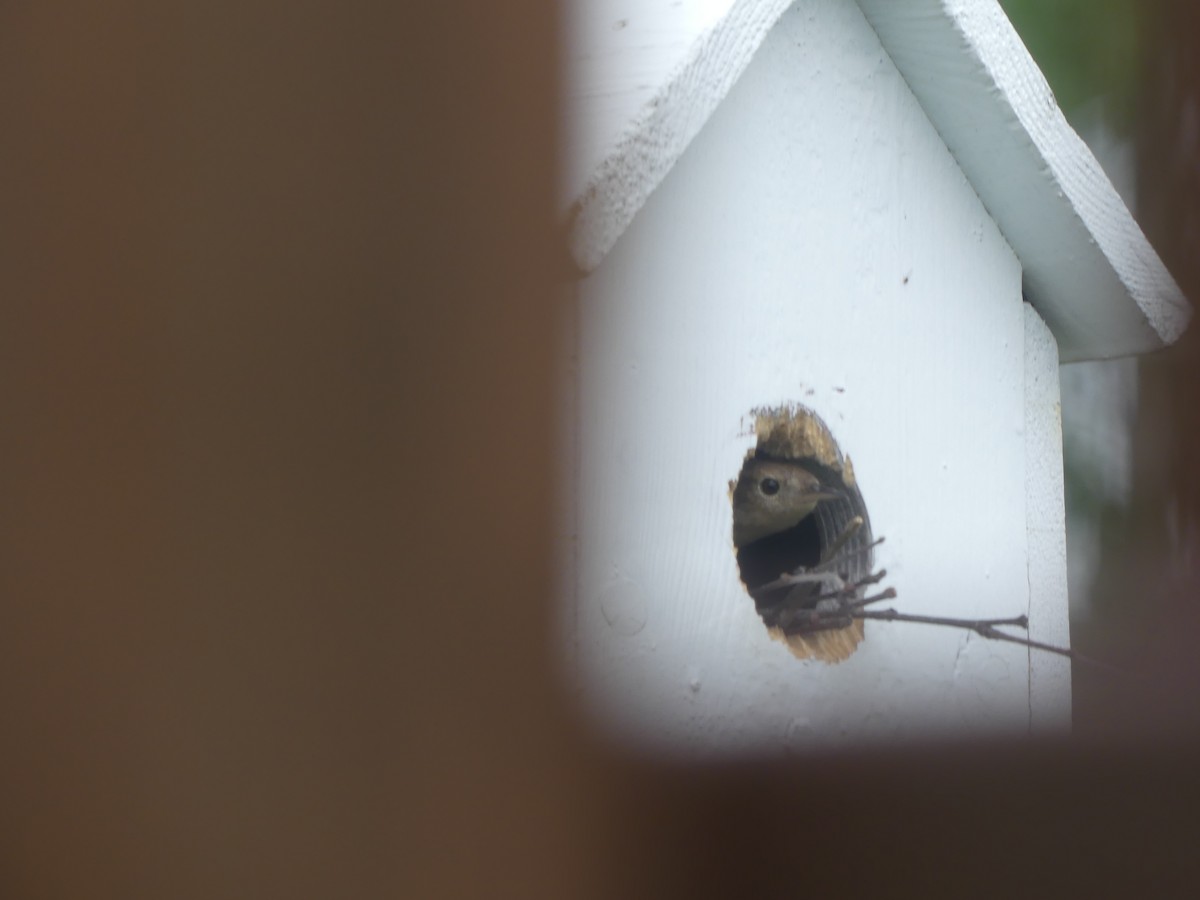 Northern House Wren - ML620220391