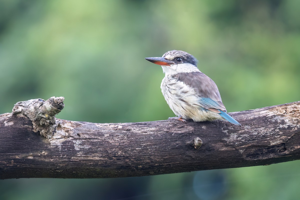 Brown-hooded Kingfisher - ML620220397