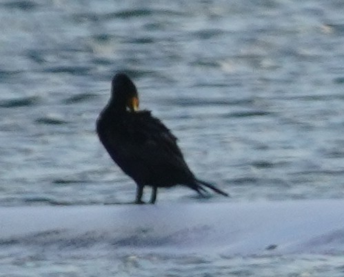 Double-crested Cormorant - John McCallister